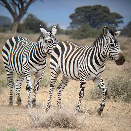 Amboseli Discovery Camp Exterior photo