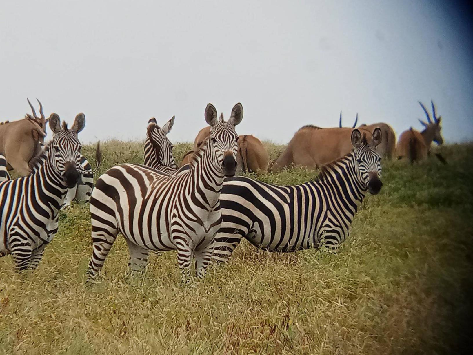 Discovery Camp Amboseli