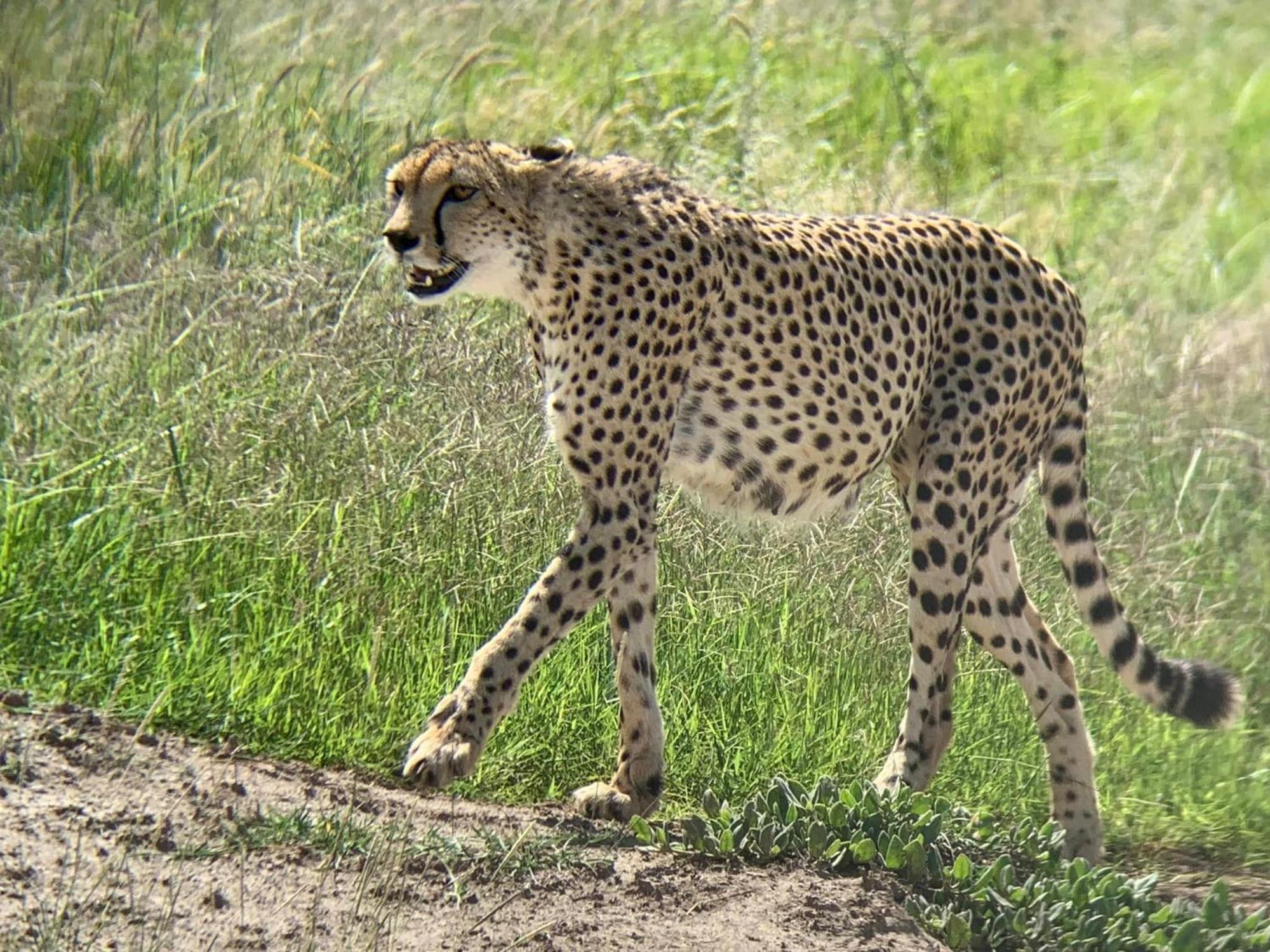 Discovery Camp Luxury tent Amboseli