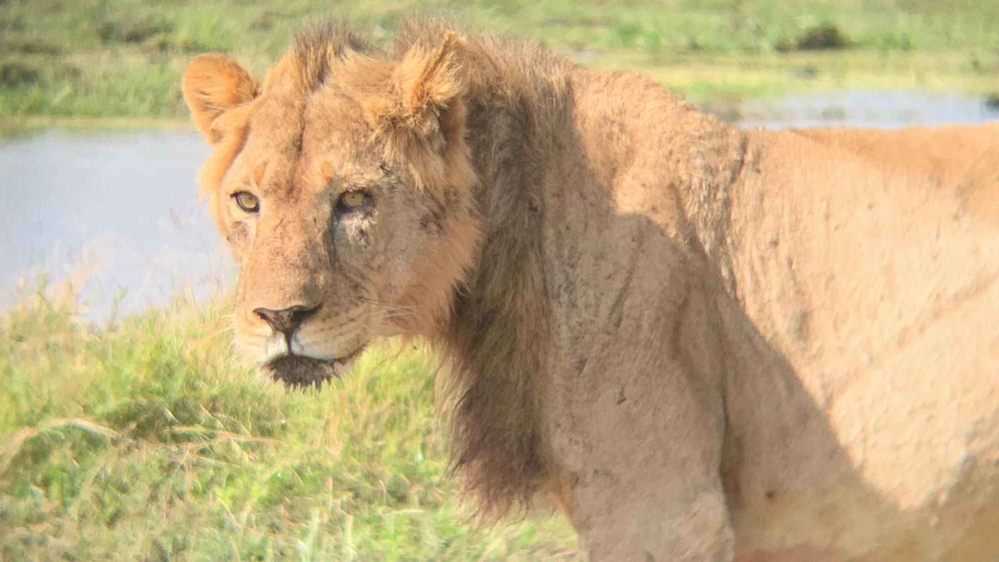 Discovery Camp Luxury tent Amboseli