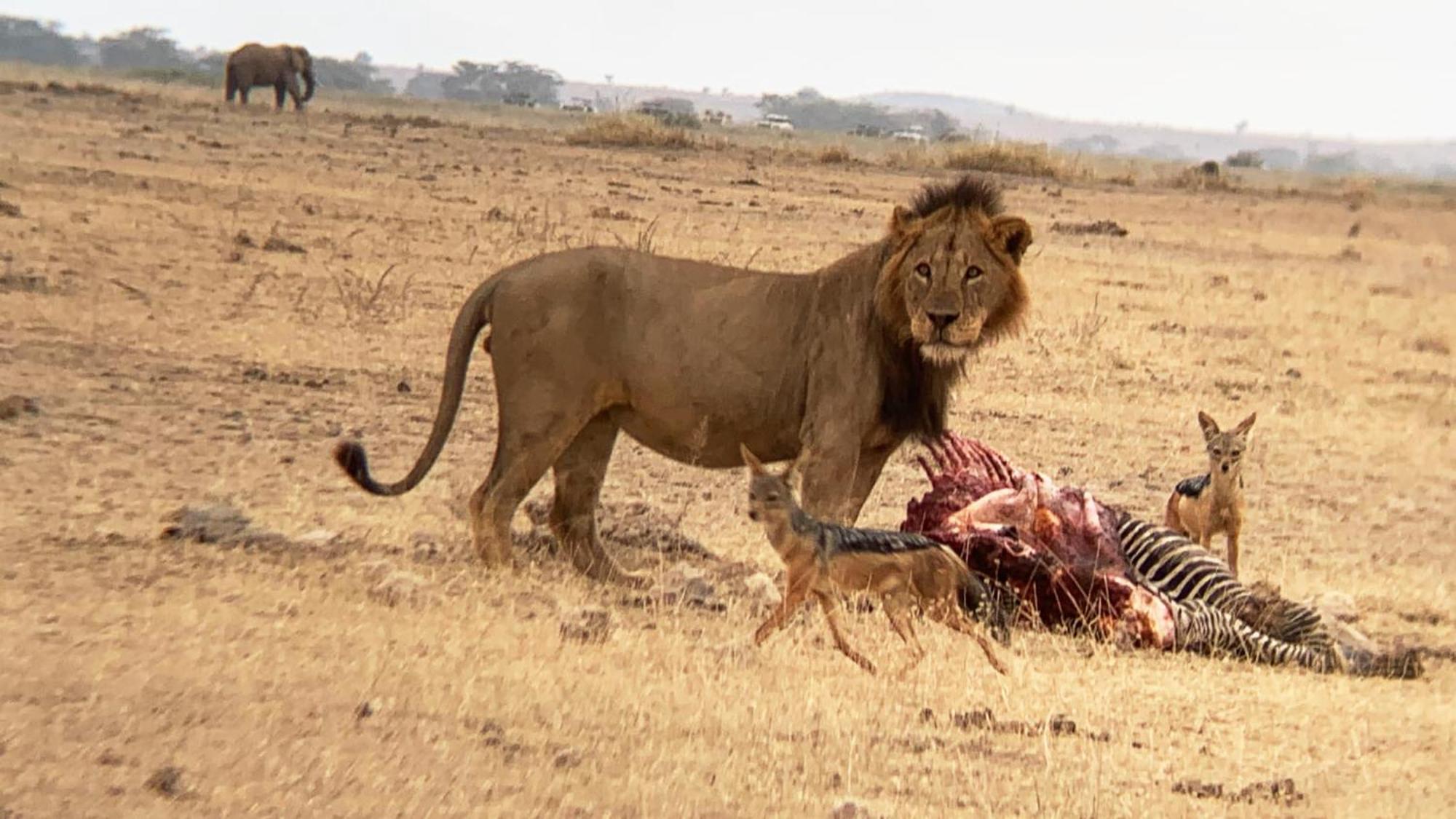 Discovery Camp Luxury tent Amboseli
